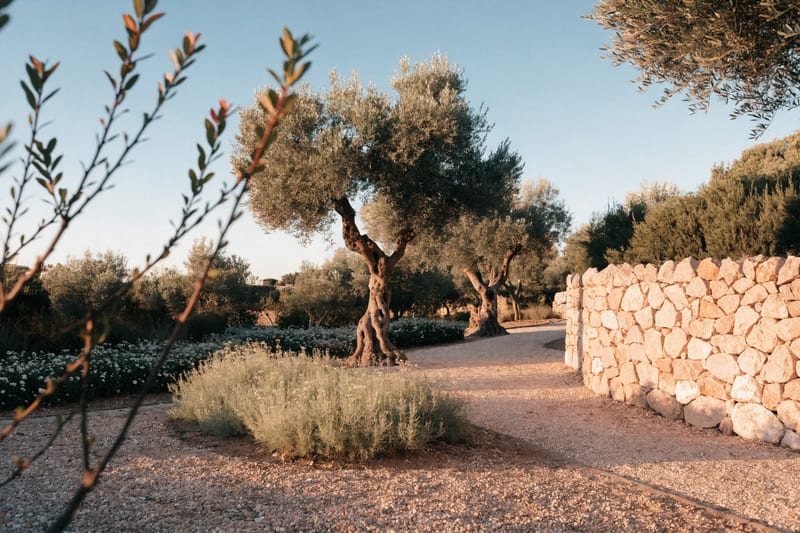 Angelegter mediterraner Garten mit Olivenbäumen auf Mallorca